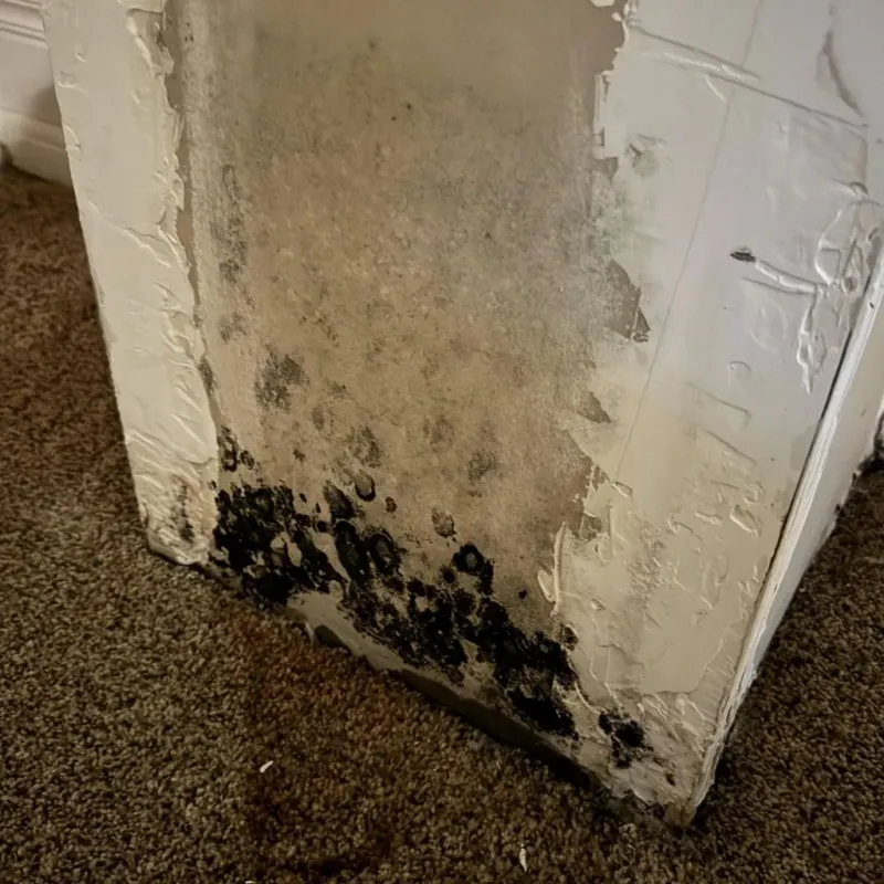 Professional Mold Removal in Greene County, IL